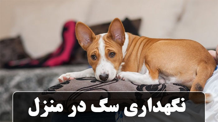 نگهداری سگ در منزل